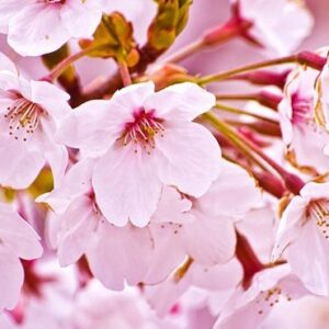 Aroma - Fior di Ciliegio